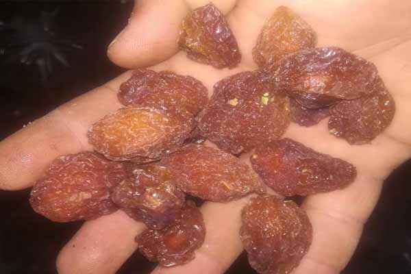 فروش۱۵۰۰ کیلو آلو بخارا بصورت یکجا